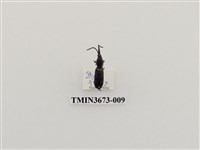 藏品(象鼻蟲(1))的圖片